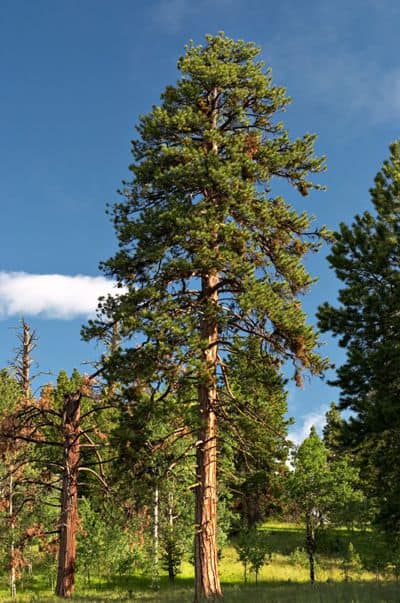 the ponderosa pine is toefl